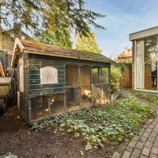 backyard chicken coop