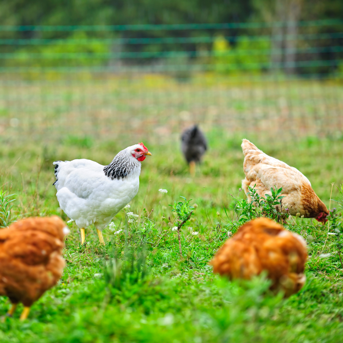 chickens in a field