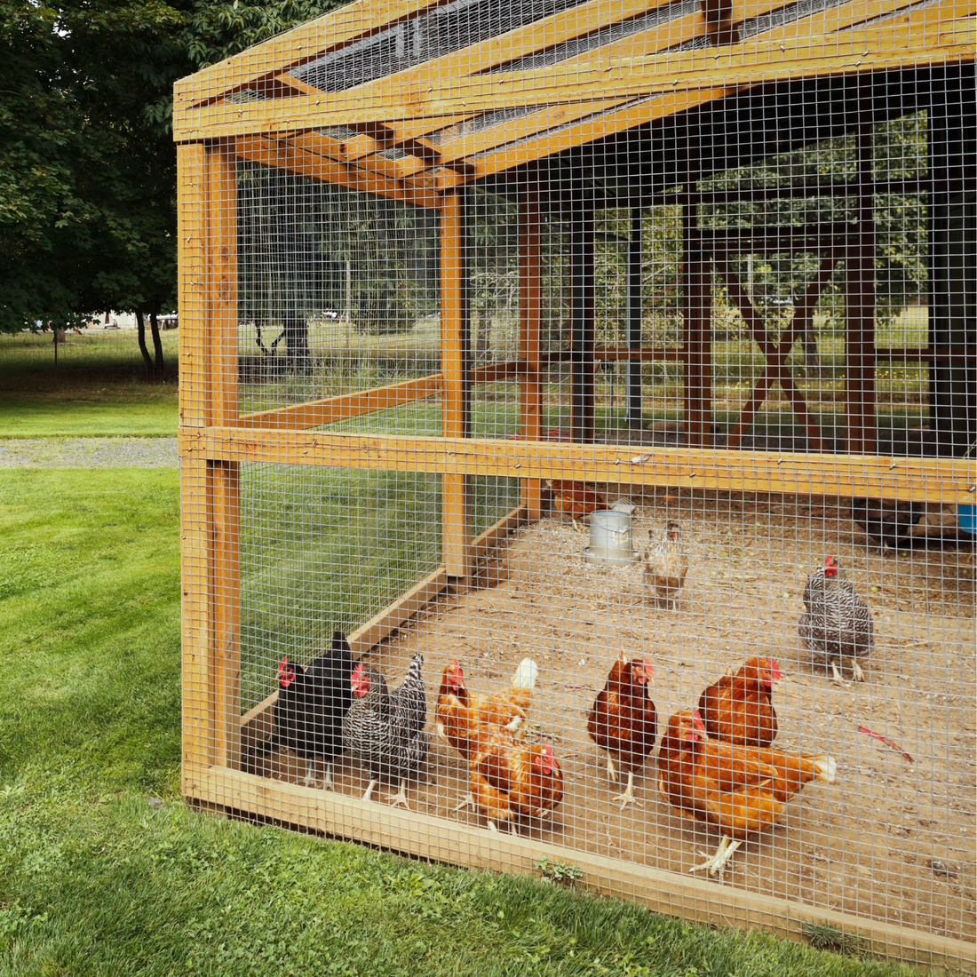 backyard chicken coop